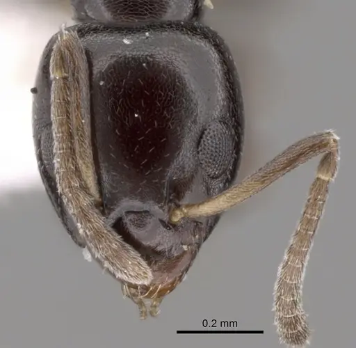 Ochetellus glaber - CASENT0249751