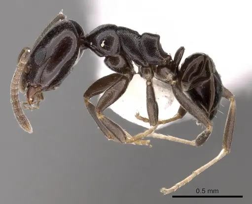 Ochetellus glaber - CASENT0249751