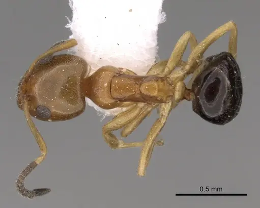 Ochetellus glaber - CASENT0249752