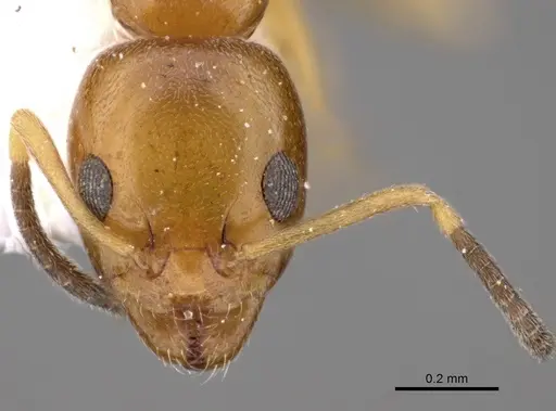 Ochetellus glaber - CASENT0249752