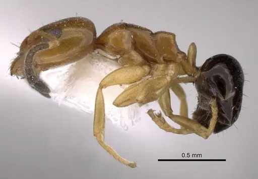 Ochetellus glaber - CASENT0249752