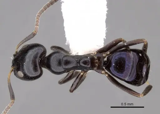 Ochetellus glaber - CASENT0249753