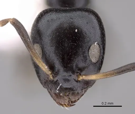 Ochetellus glaber - CASENT0249753