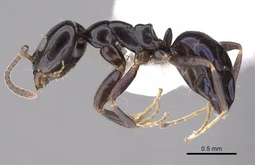 Ochetellus glaber - CASENT0249753