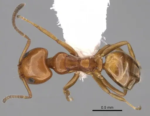 Ochetellus glaber - CASENT0249754