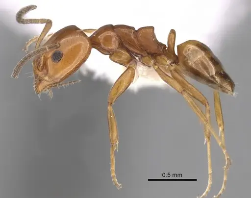 Ochetellus glaber - CASENT0249754