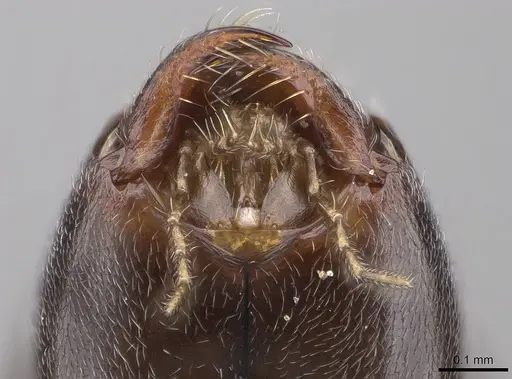 Ochetellus glaber - CASENT0264491