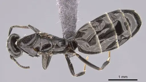 Ochetellus glaber - CASENT0264734