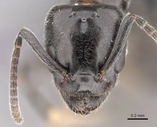 Ochetellus glaber - CASENT0264734