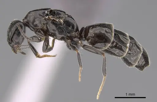 Ochetellus glaber - CASENT0264734