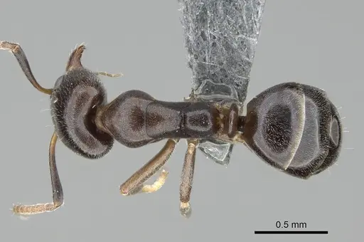Ochetellus glaber - CASENT0275747