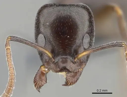 Ochetellus glaber - CASENT0275747