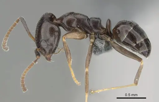 Ochetellus glaber - CASENT0275747