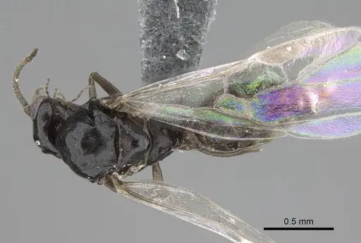 Ochetellus glaber - CASENT0785896