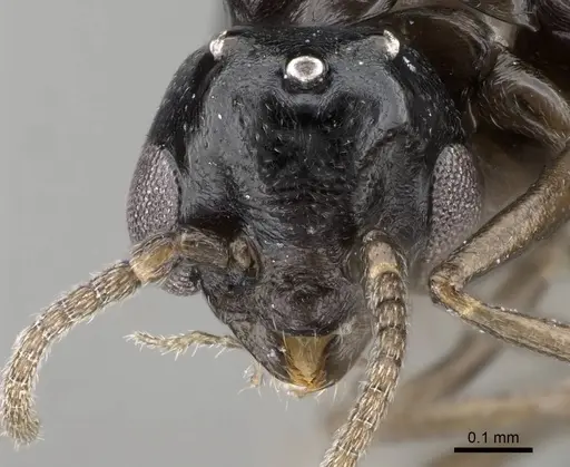 Ochetellus glaber - CASENT0785896