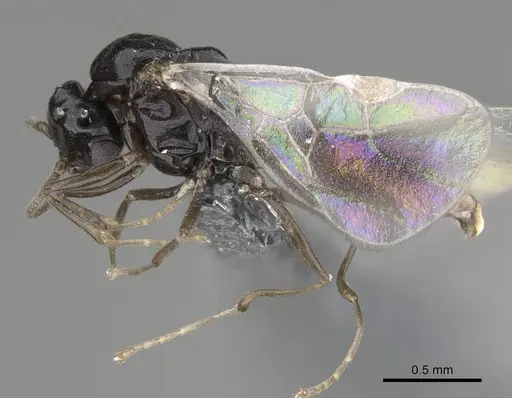 Ochetellus glaber - CASENT0785896