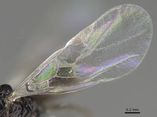 Ochetellus glaber - CASENT0785896