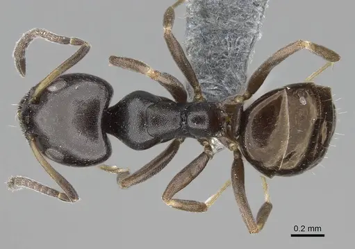 Ochetellus glaber - CASENT0785956