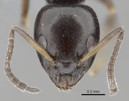 Ochetellus glaber - CASENT0785956