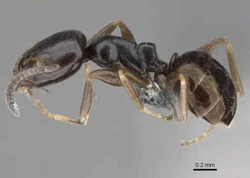 Ochetellus glaber - CASENT0785956