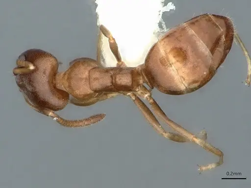 Ochetellus glaber - CASENT0886009