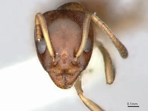 Ochetellus glaber - CASENT0886009