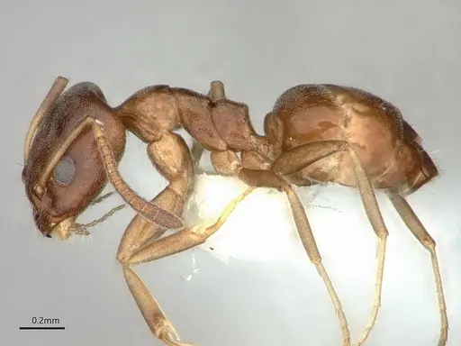 Ochetellus glaber - CASENT0886009