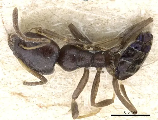 Ochetellus glaber - CASENT0905060