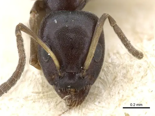 Ochetellus glaber - CASENT0905060