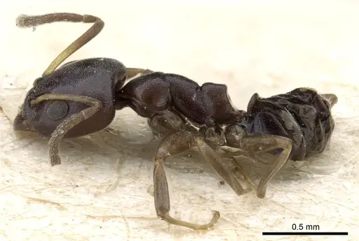 Ochetellus glaber - CASENT0905060