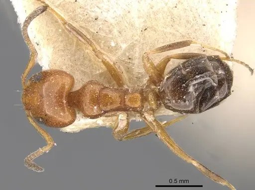 Ochetellus glaber - CASENT0909529