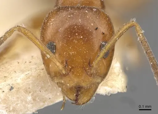 Ochetellus glaber - CASENT0909529