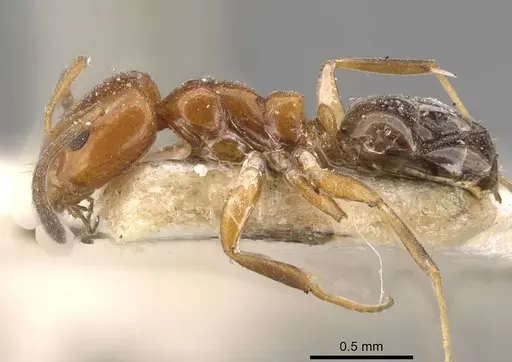 Ochetellus glaber - CASENT0909529