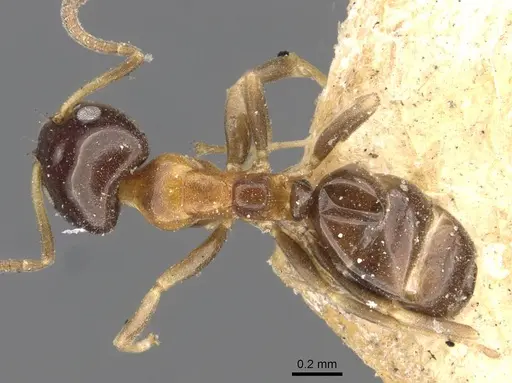 Ochetellus glaber - CASENT0909530