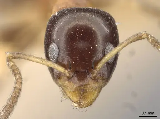 Ochetellus glaber - CASENT0909530