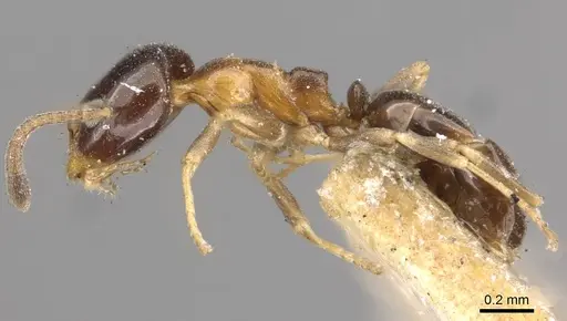 Ochetellus glaber - CASENT0909530