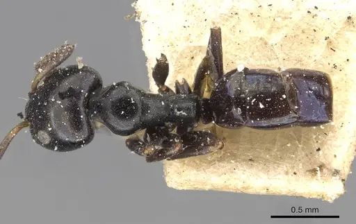 Ochetellus glaber - CASENT0909531