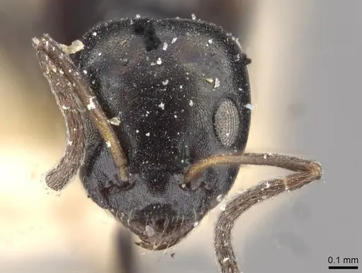 Ochetellus glaber - CASENT0909531