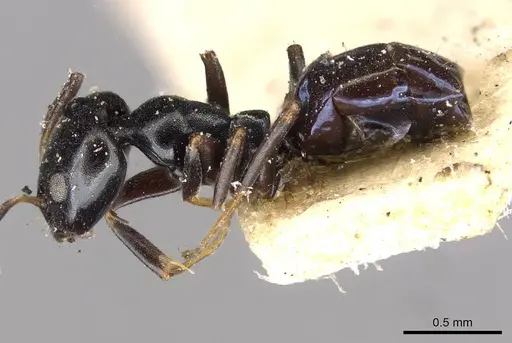 Ochetellus glaber - CASENT0909531