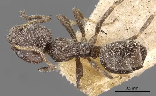 Ochetellus glaber - CASENT0909545