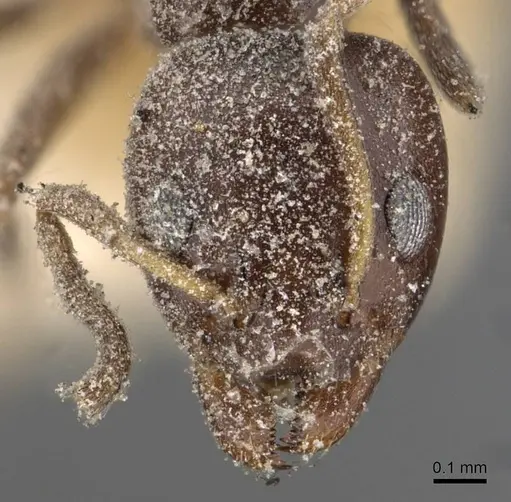 Ochetellus glaber - CASENT0909545