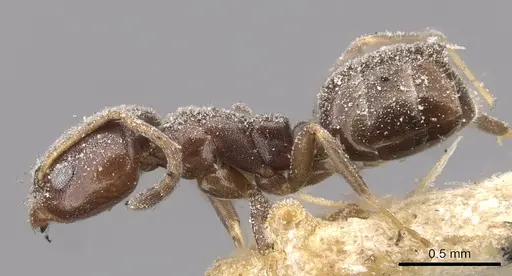 Ochetellus glaber - CASENT0909545