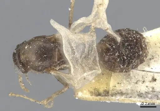 Ochetellus glaber - CASENT0915587