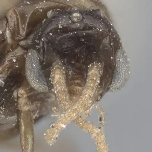 Ochetellus glaber - CASENT0915587