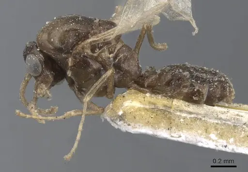 Ochetellus glaber - CASENT0915587