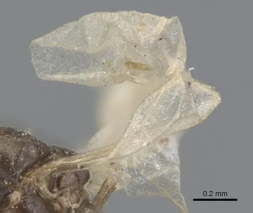 Ochetellus glaber - CASENT0915587