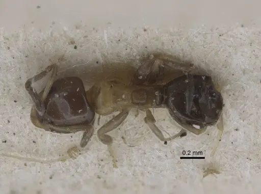 Ochetellus glaber - CASENT0917107