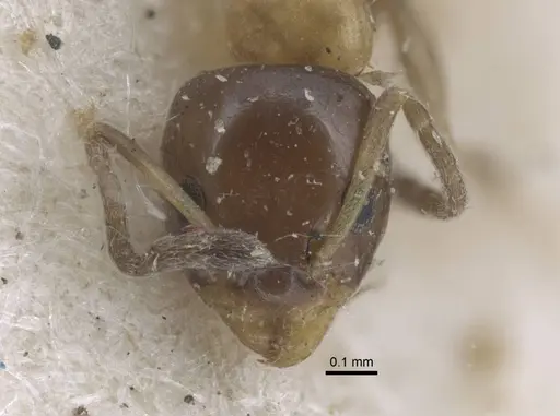 Ochetellus glaber - CASENT0917107