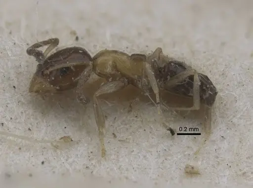 Ochetellus glaber - CASENT0917107