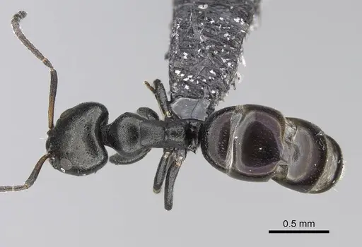 Ochetellus glaber - CASENT0919961